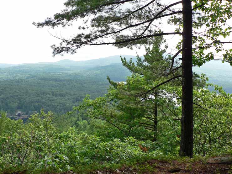 Forest canopy in summer at Camden Hills State Park