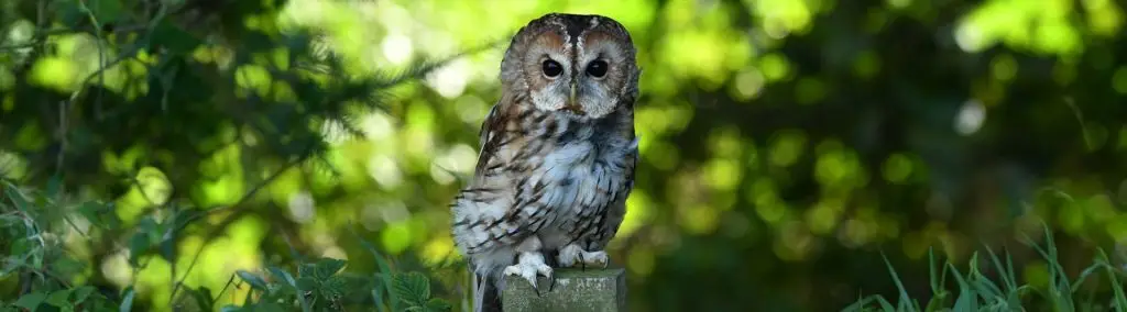 Owl at the Maine Wildlife Park in Gray, Maine