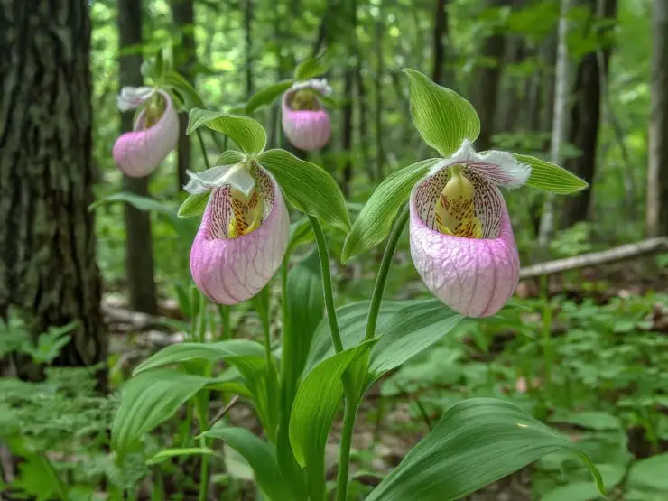 Pink Lady Slipper Orchids in Camden Hills State Park