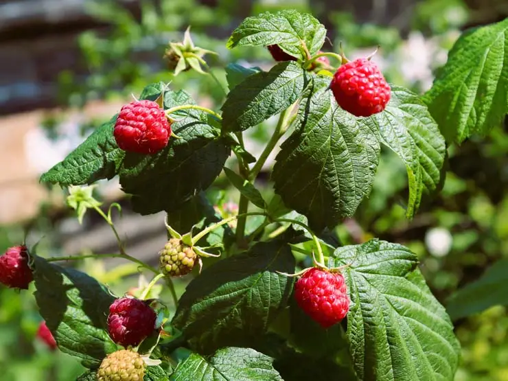 Raspberry bush in Camden Hills State Park