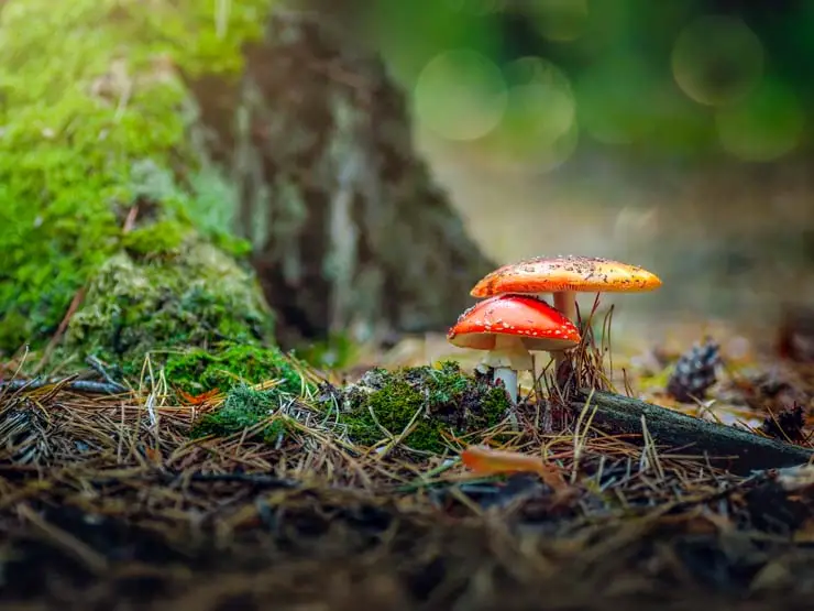 Mushroom and Moss on forest floor in Camden Hills State Park