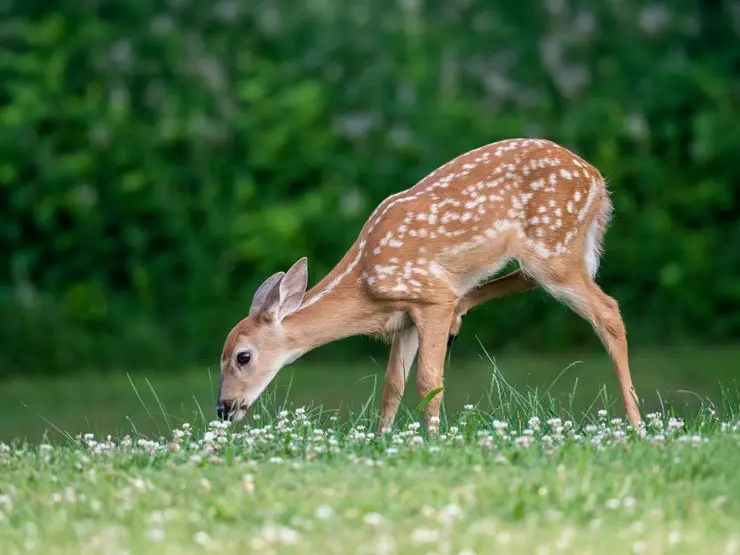 White-tailed deer grazing in clearing in Camden Hills State Park