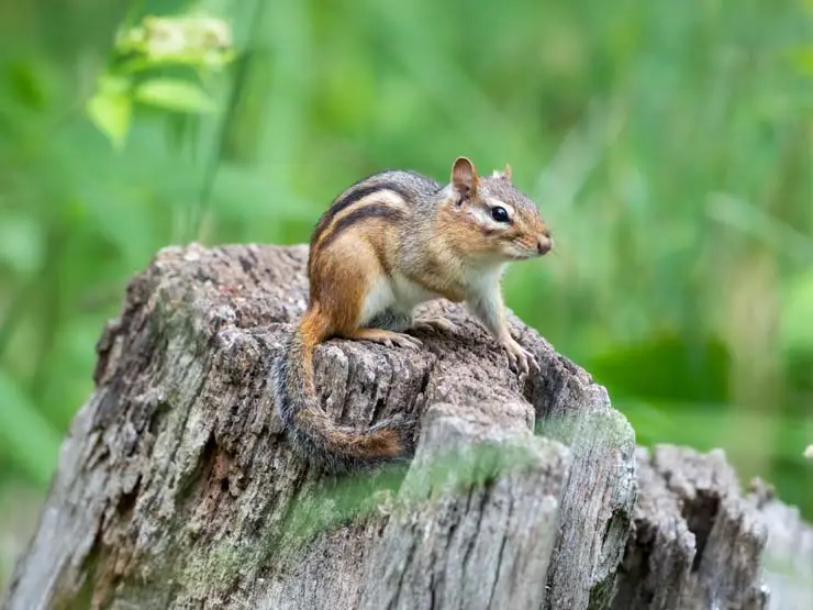 Chipmunk sitting on stump in Camden Hills State Park