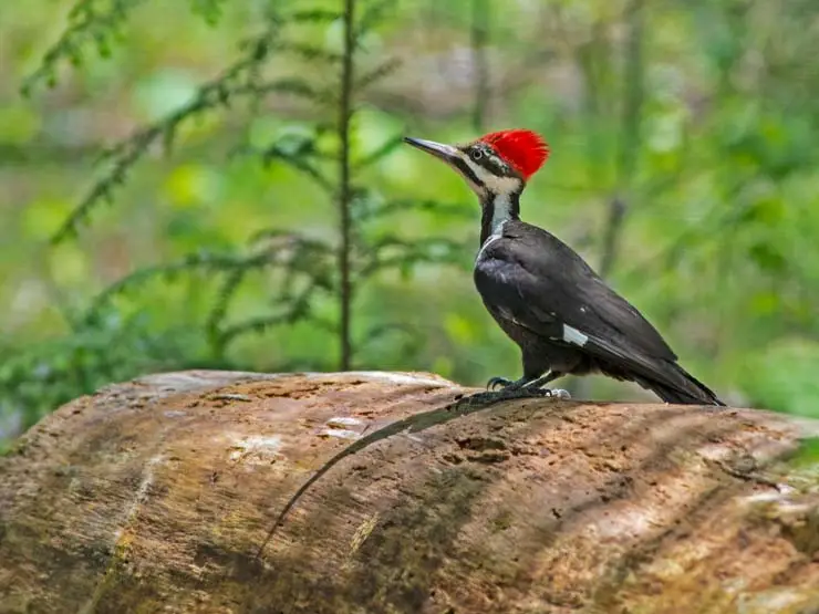 Woodpecker in Camden Hills State Park