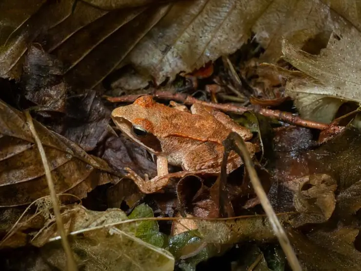 Wood frog in Camden Hills State Park