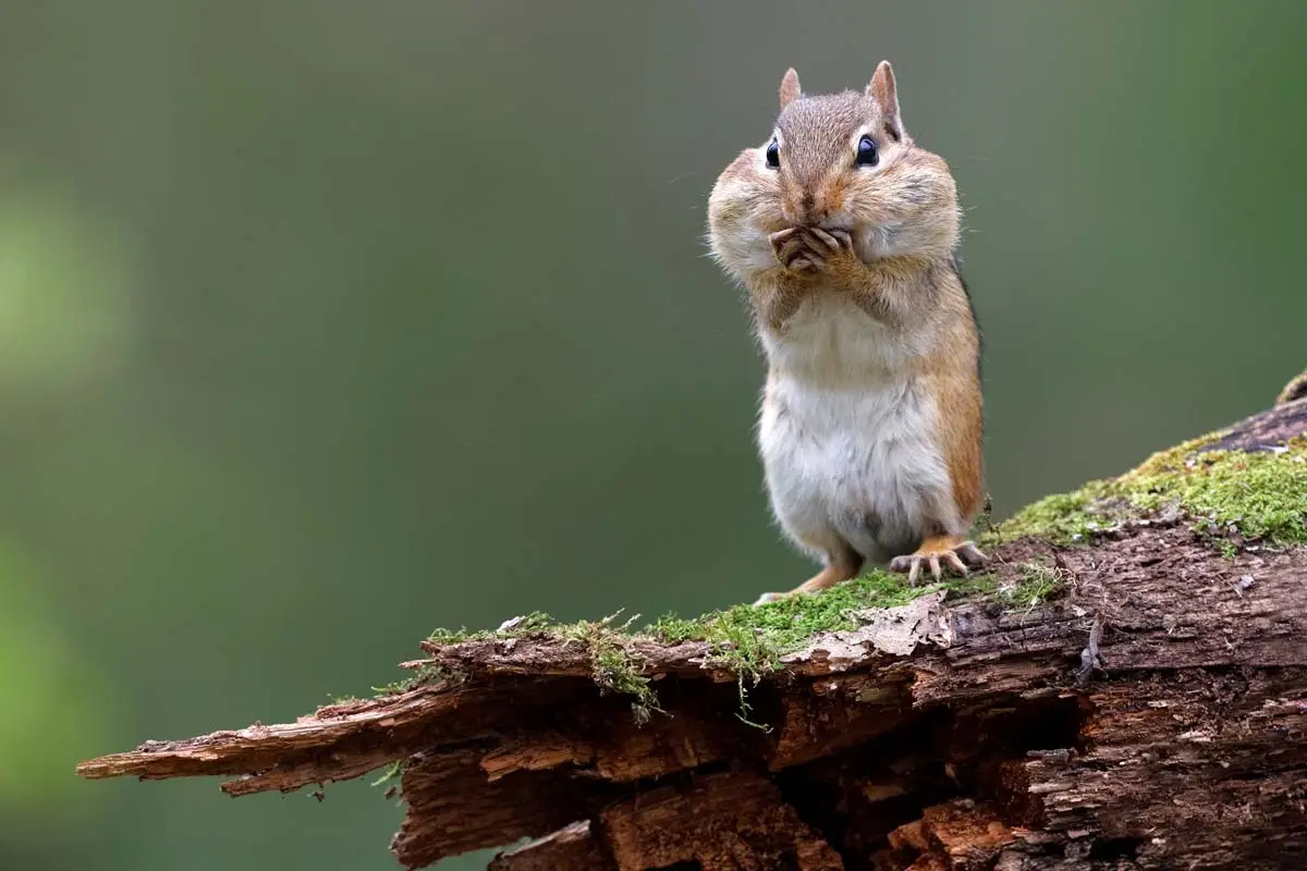 Chipmunk standing on Wooden stump in Camden Hills State Park